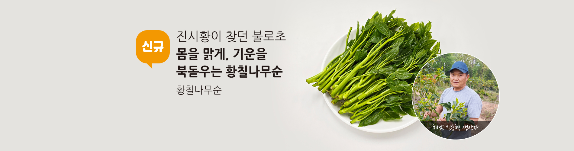 황칠나무순