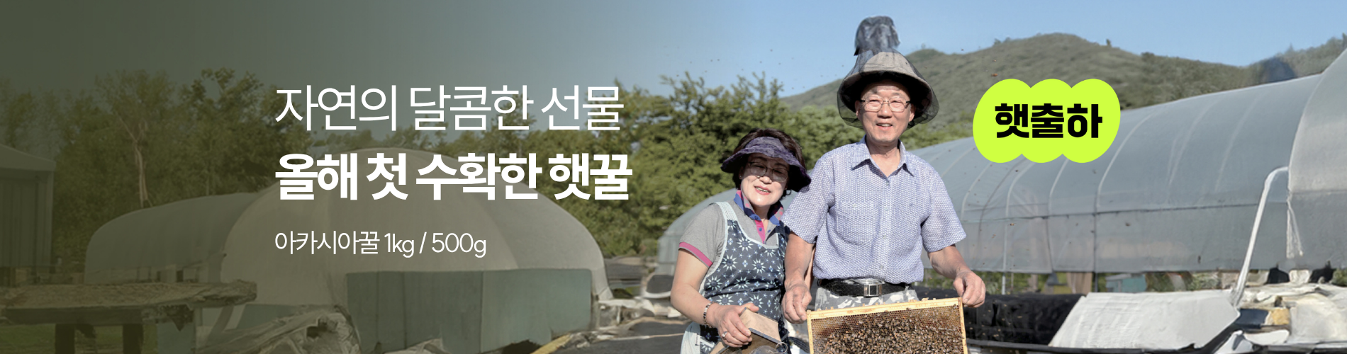 2025년 햇출하 햇아카시아꿀