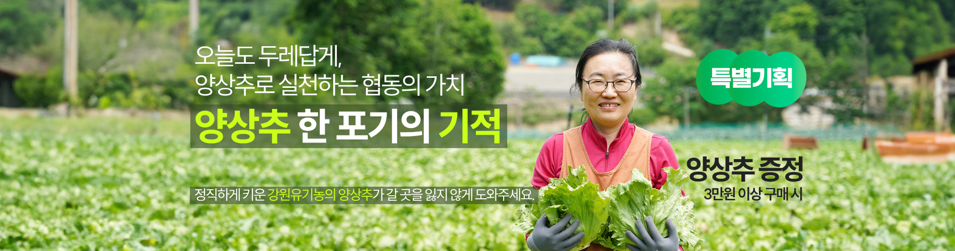 양상추