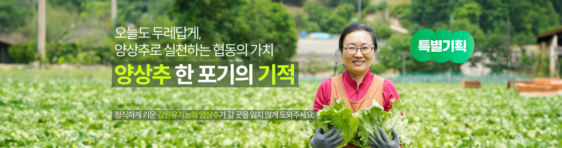 양상추